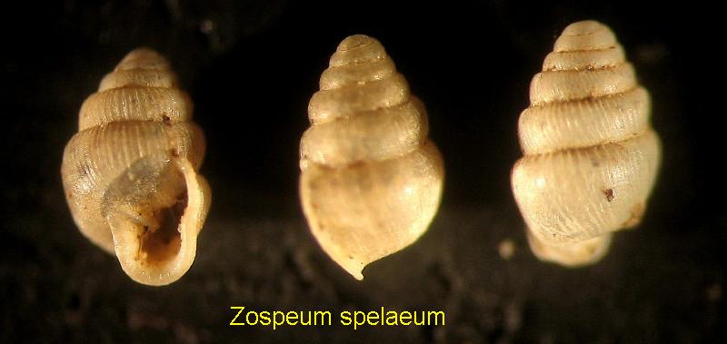 Zospeum spelaeum  (Rossmssler, 1839)